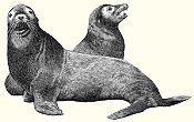 Seals - link