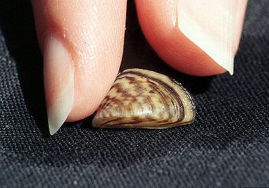 Zebra Mussel