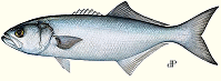 Bluefish drawing by dp